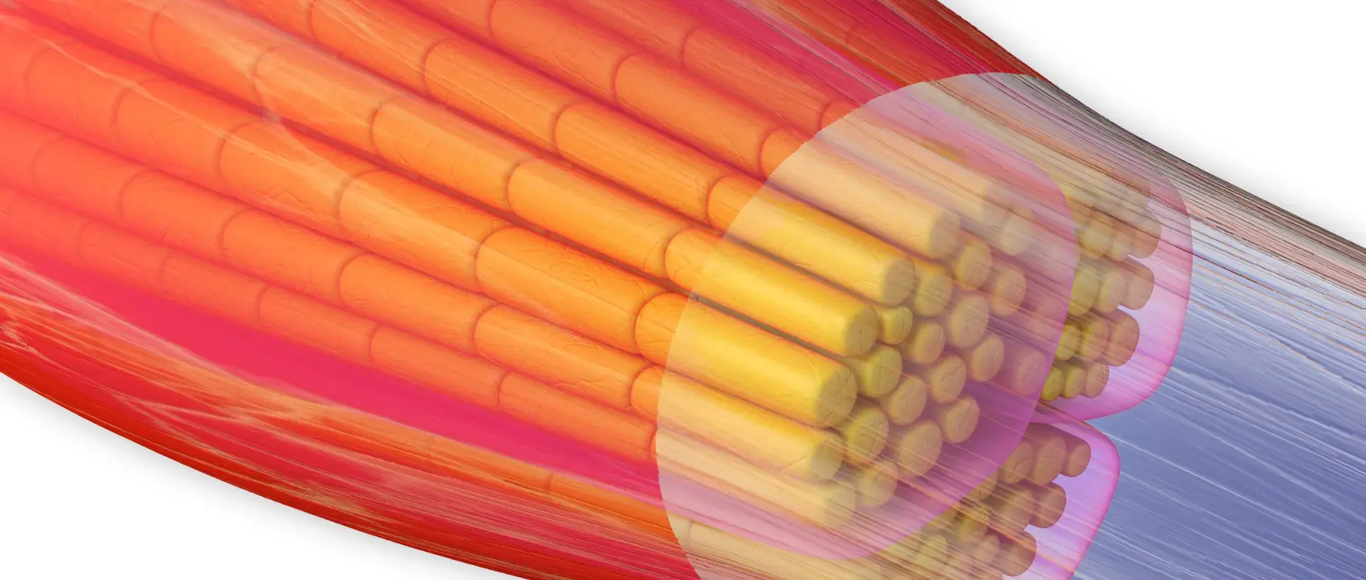 Fascial Method: Rolfing® Structural Integration